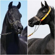 Goodbye Bacara & her last gift